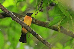 White-winged Shrike-Tanager